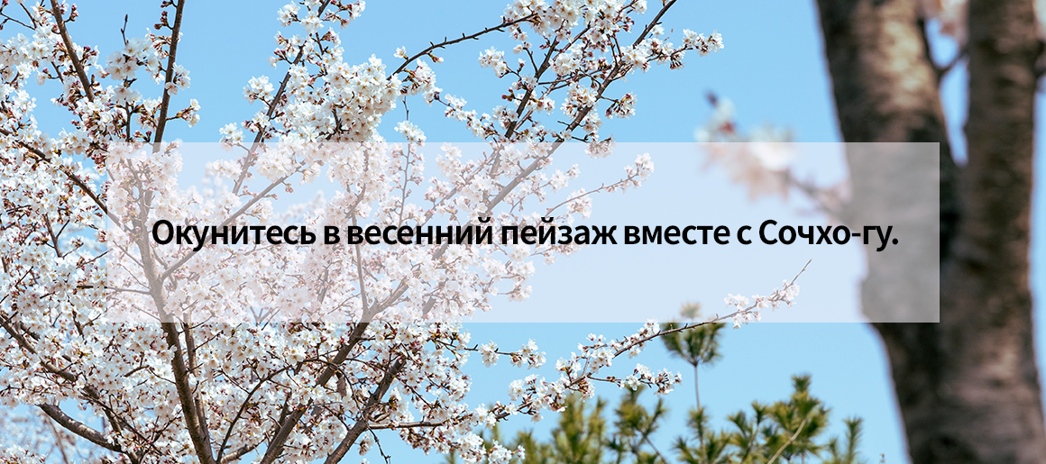 Окунитесь в весенний пейзаж вместе с Сочхо-гу.