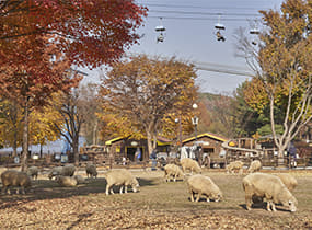 Большой Сеульский парк (Seoul Grand Park)