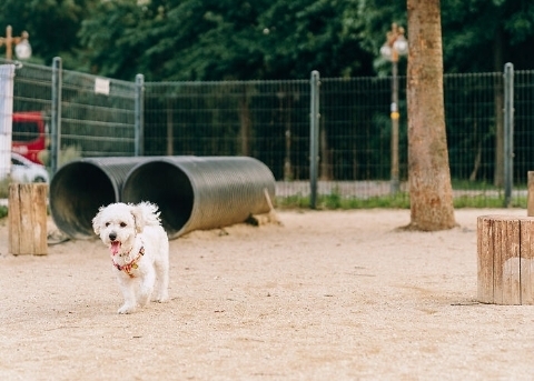 Площадка для собак в парке Кубка Мира (World Cup Park's Dog Park)